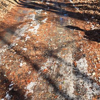 雪が凍って残ってた。