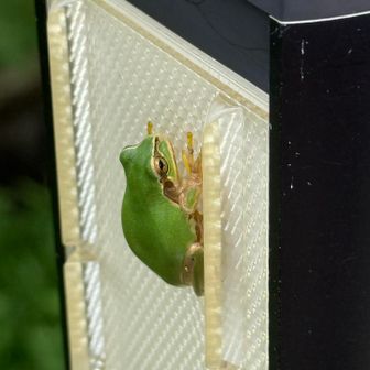綺麗なカエルさん🐸