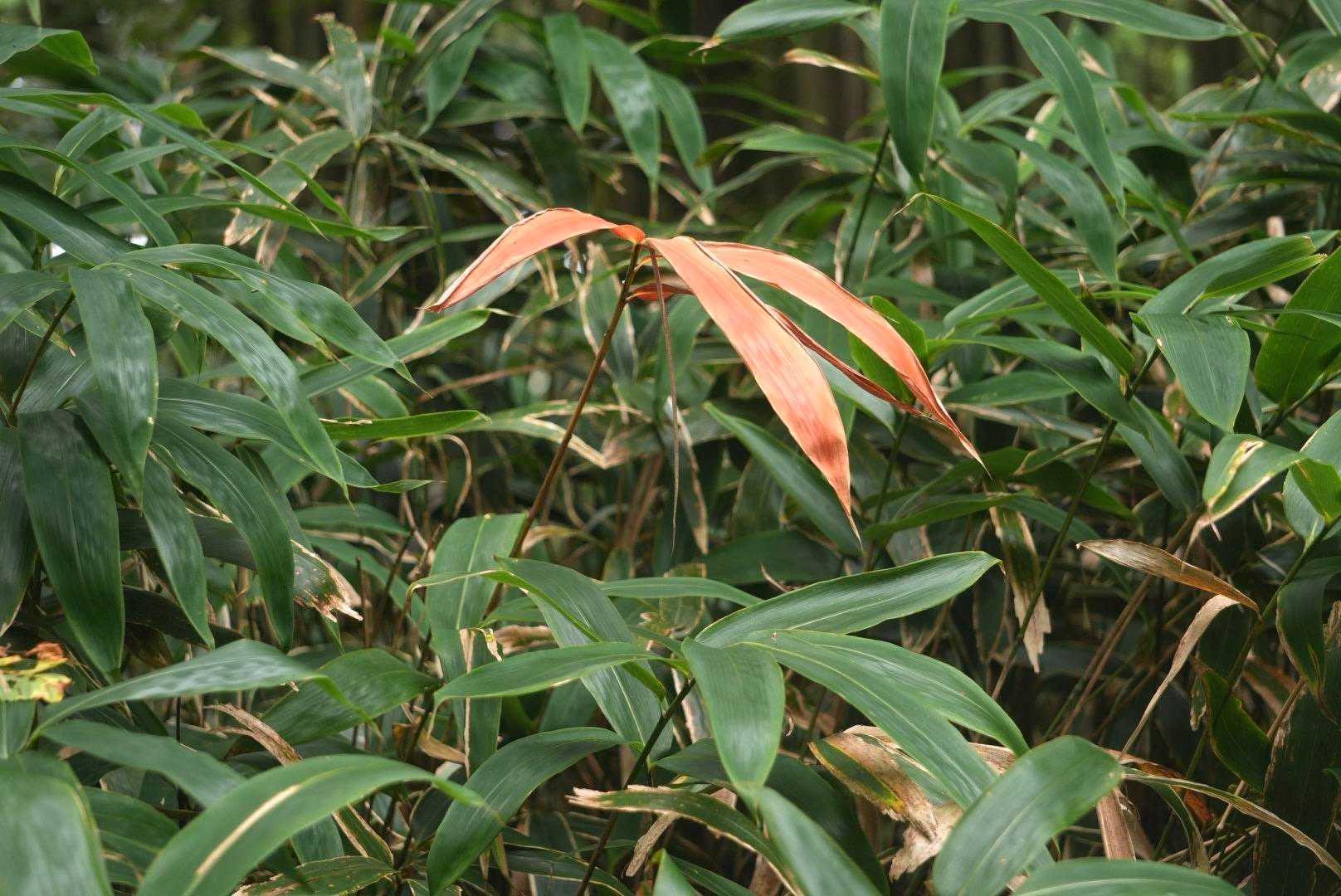 笹は紅葉しないよね？？
