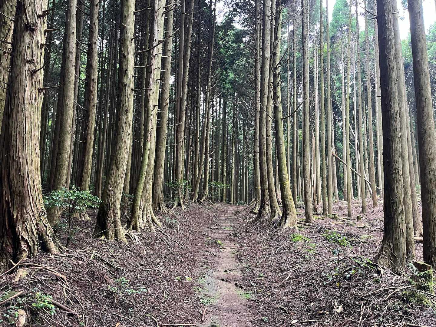 植林地を歩く
涼しくなりました。
でも急登では汗が出ますねー💦