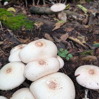 ハラタケ🍄饅頭みたいな