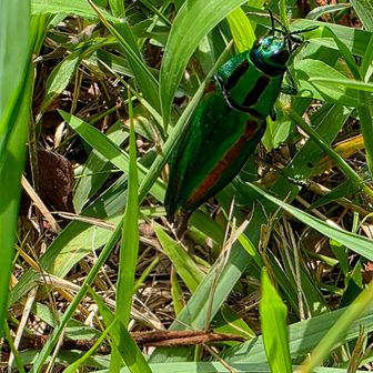 ここでお昼をとっていると、何やらキラキラひかる虫が飛んで来ました。😃
　何だろうと近づいたらタマムシでした。😊
　生きているタマムシを間近で見たのは初めてです。🙂