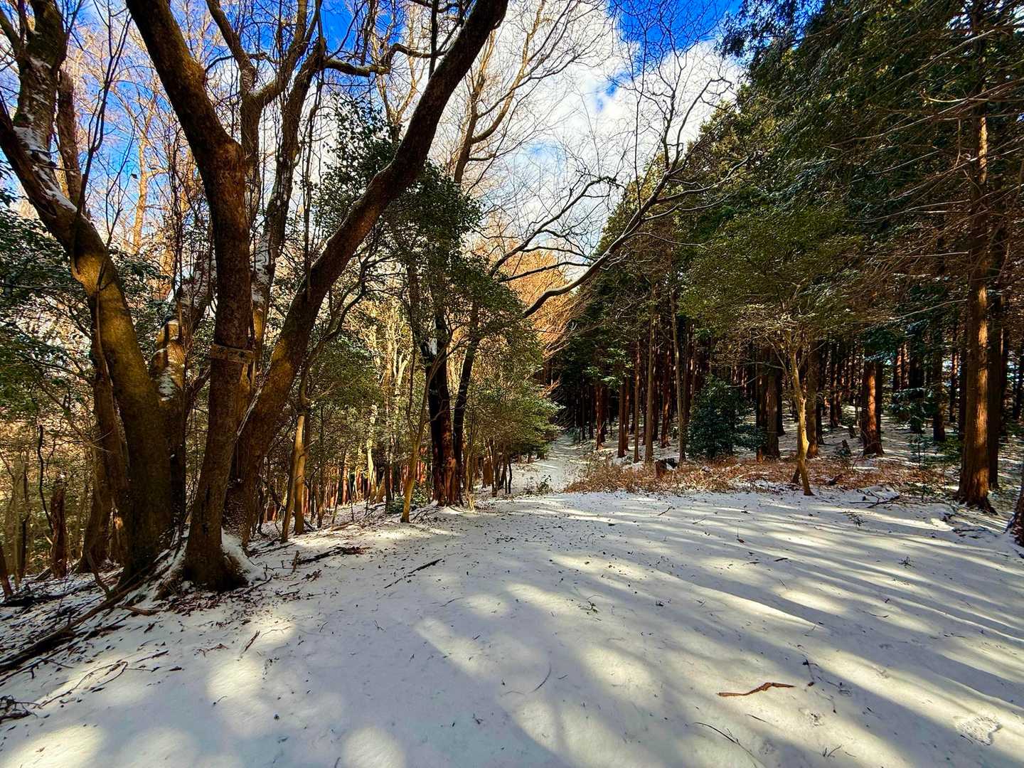 愛宕山-京ヶ峯-七曲峠-ホド田山-音羽富士-古坂峠 周回コースの写真