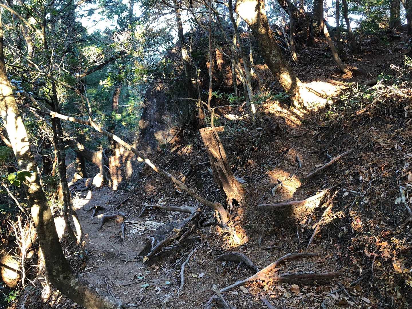 源平&もののけの森に繋がる分岐