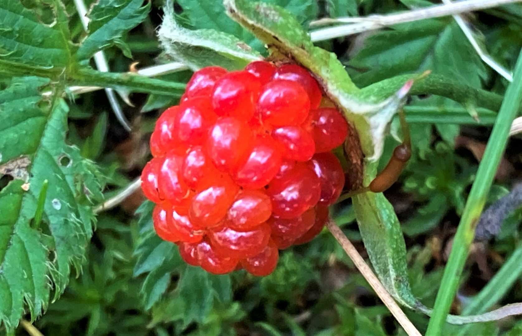 🍓
