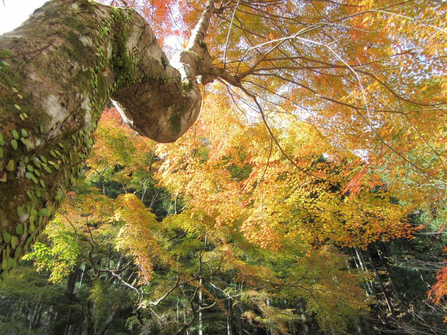 幹が素敵