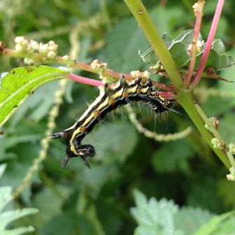フクラスズメの🐛