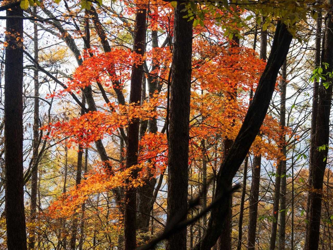 紅葉