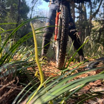 セキショウ(石菖)の花が咲いてます

おままごとで使ようたって話を聞いたけど、どうやって使ようたんじゃろ〜？

見て頂き、ありがとうございました🙇‍♂️