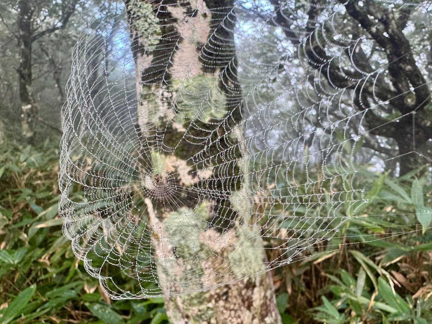 森のアート🕷️