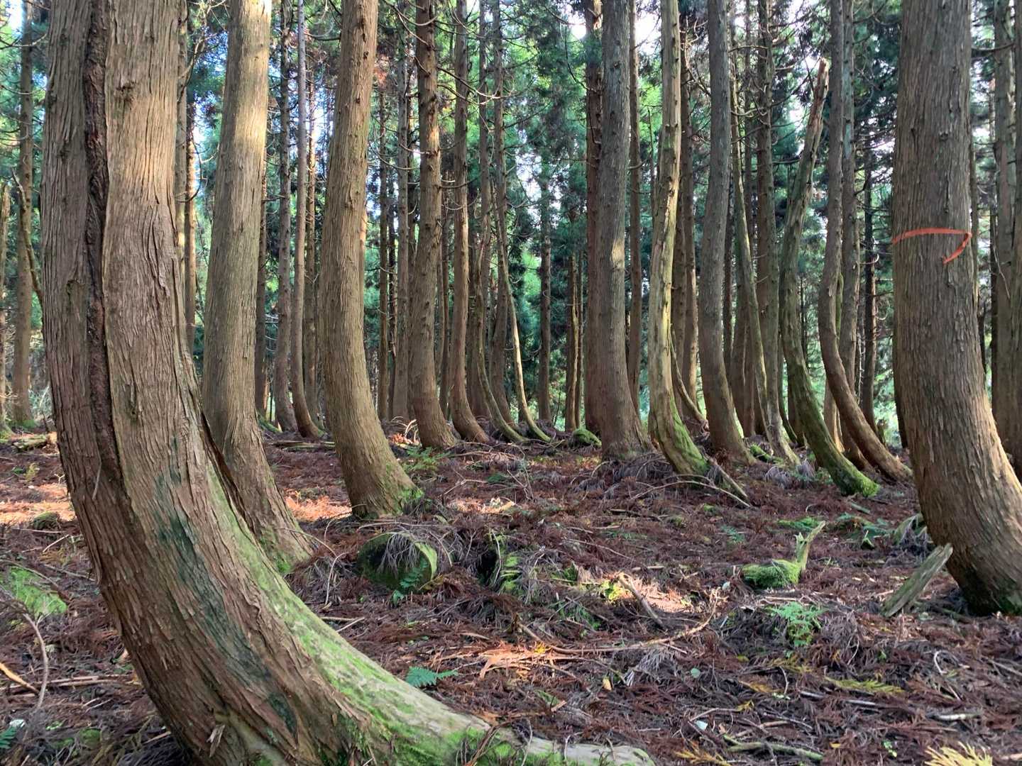 何故か、木が曲がってる🌲なんでだろう🧐
これは、タモリさんに聞いてみよ🙋‍♀️