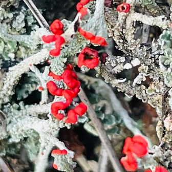 モルちゃんが
モンローリップを見つけた^_^