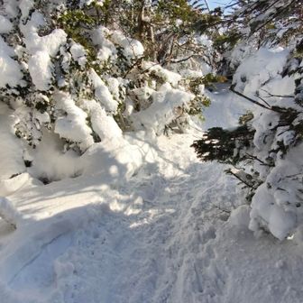 縞枯山山頂付近🚶展望台の存在がわからず行き損ねました😓
