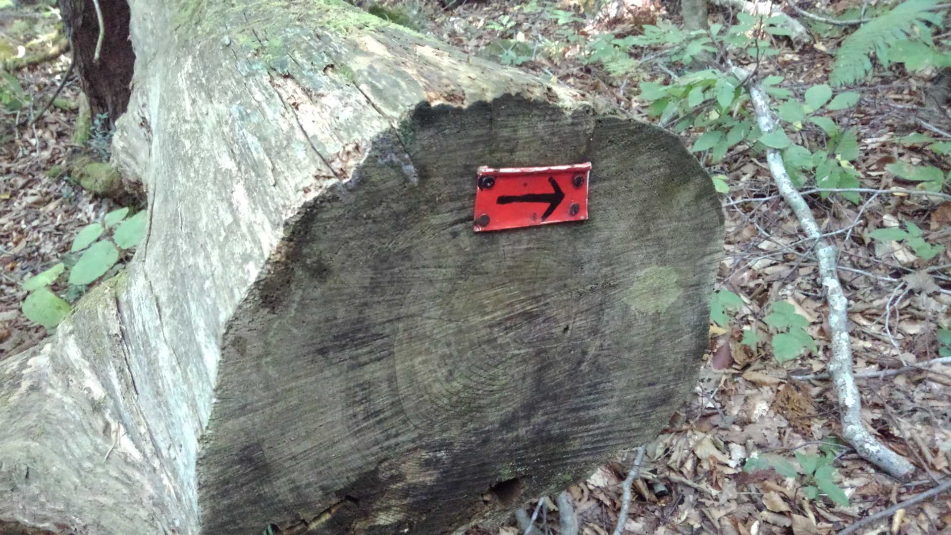縫道石山 周回コースの写真
