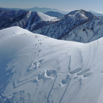 難所を過ぎホッとしたところでアニマルトレース🐇に和みました