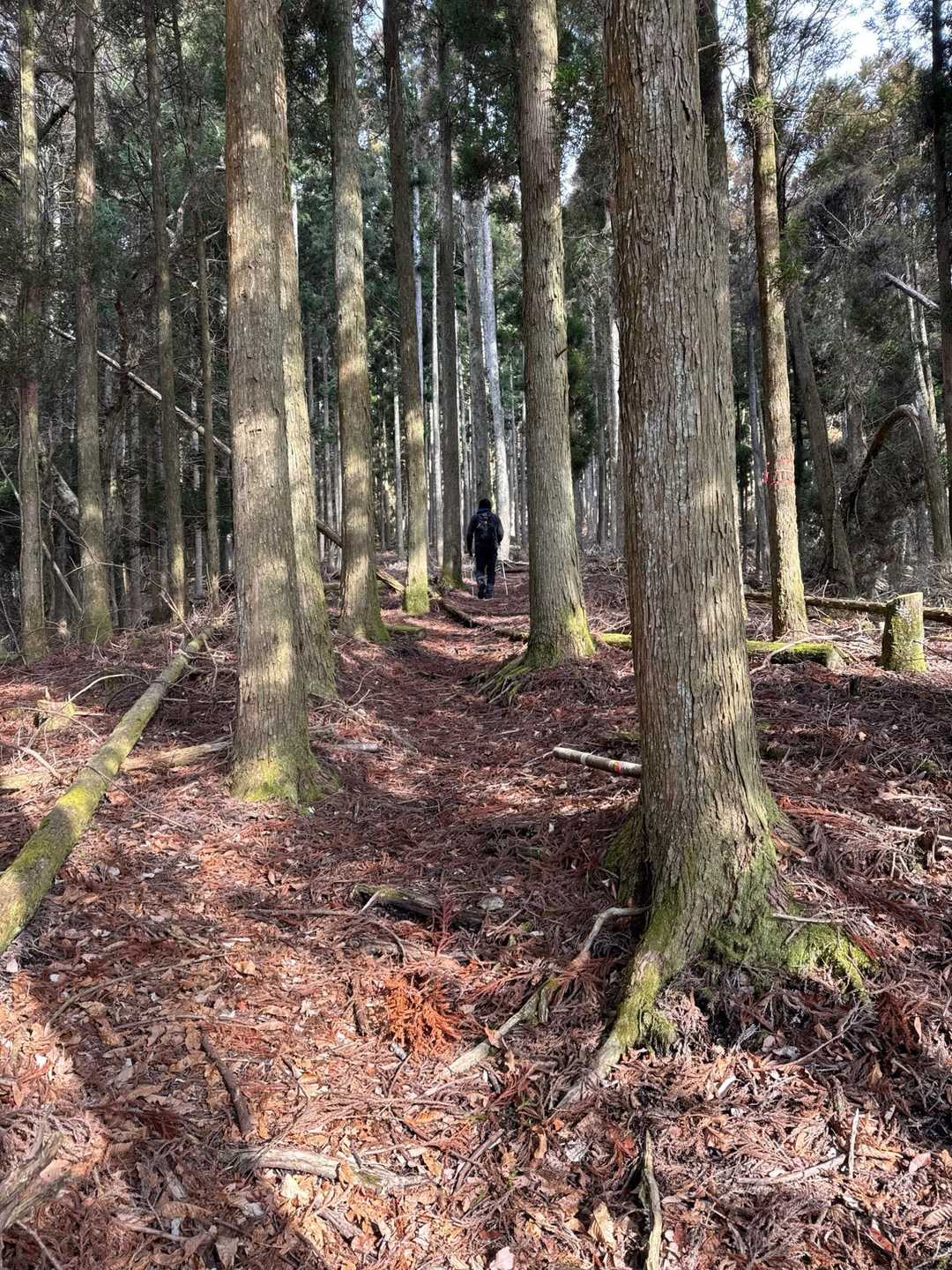 フェンスの終わり位から左手樹林帯の方向へ♪