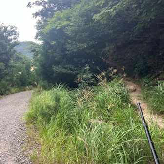 と思ったら違ってた〜
登山道は右にそれていきます。