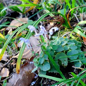 季節はずれのタツナミソウ
