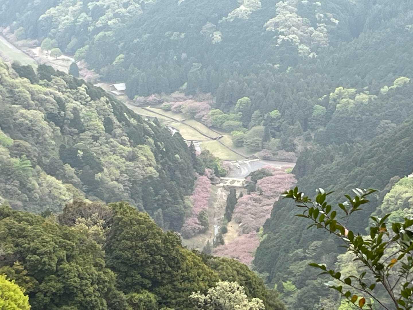 草履屋で 上から眺む 八重桜 / yuki the legend さんの多度山・美濃