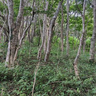 まあまあだ。