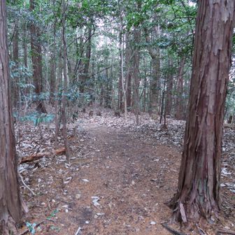 山頂に進みます