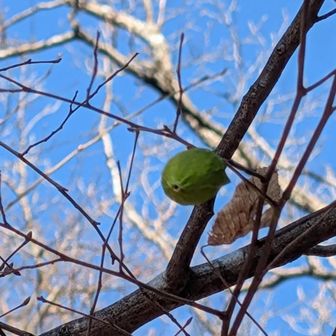 これなーんだ？

繭
ウスタビガという繭でウスタビガの目がまん丸のガです。