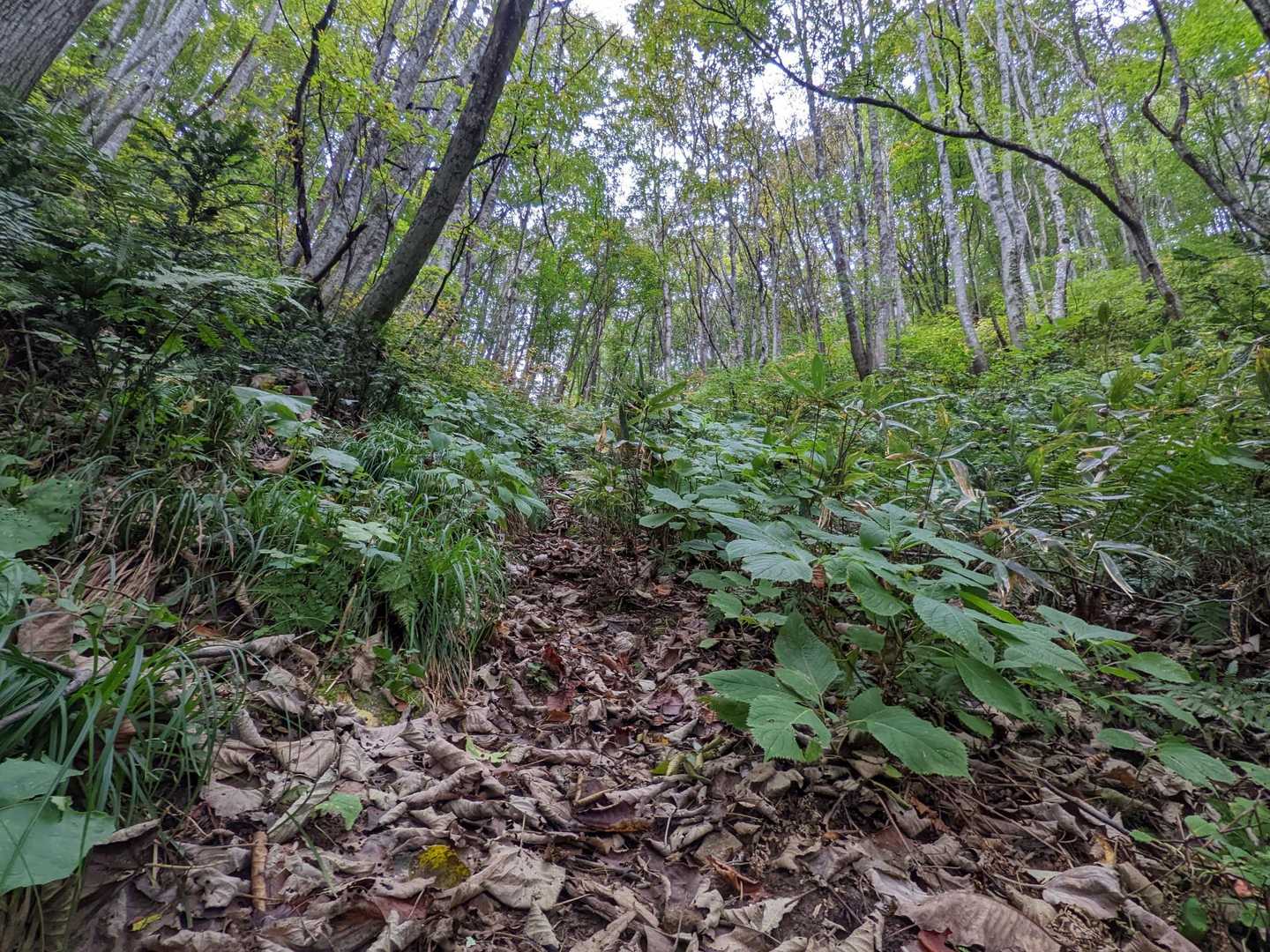 ブナの中の、急坂を一気に登って行きます。