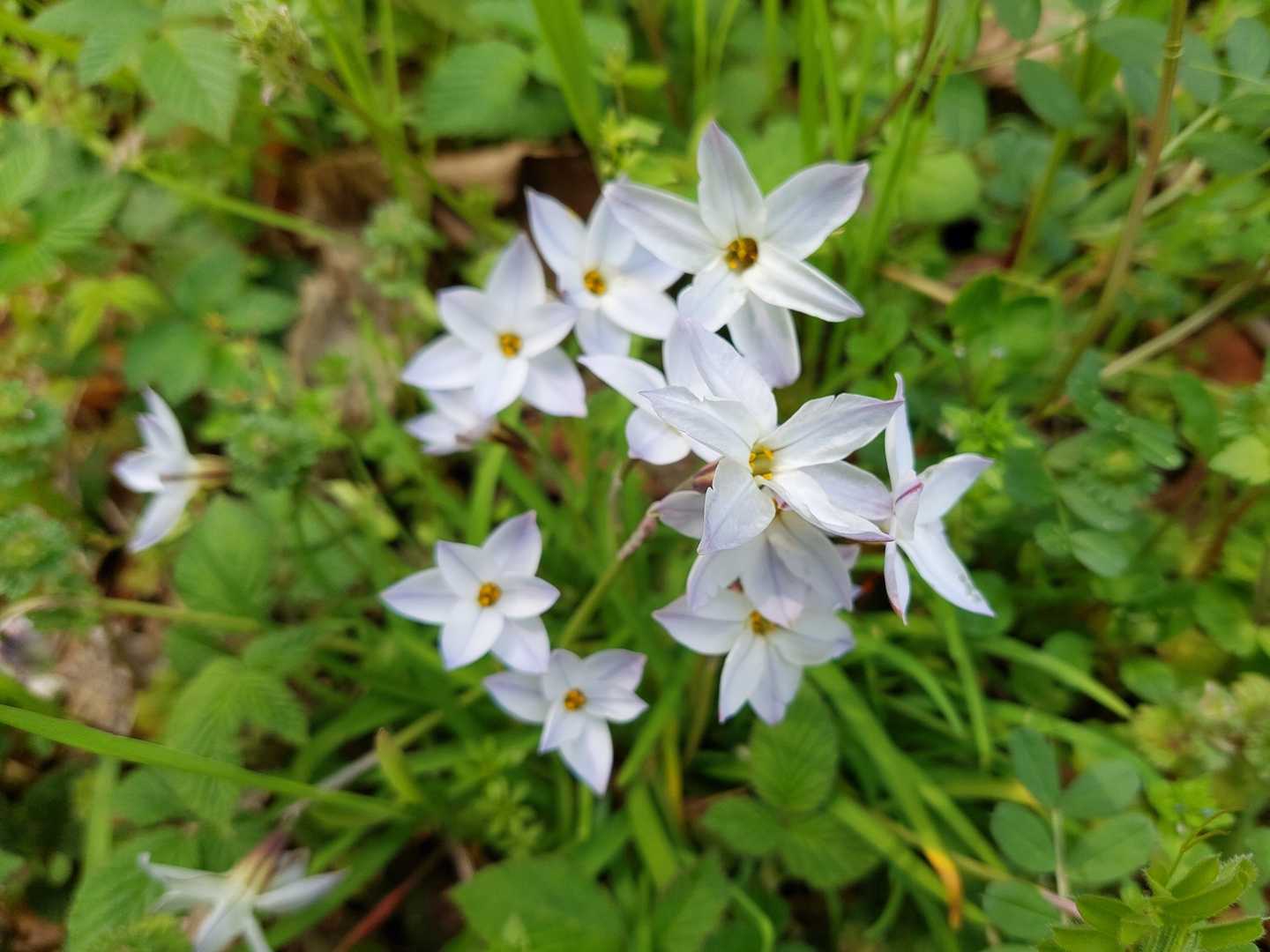 ハナニラ