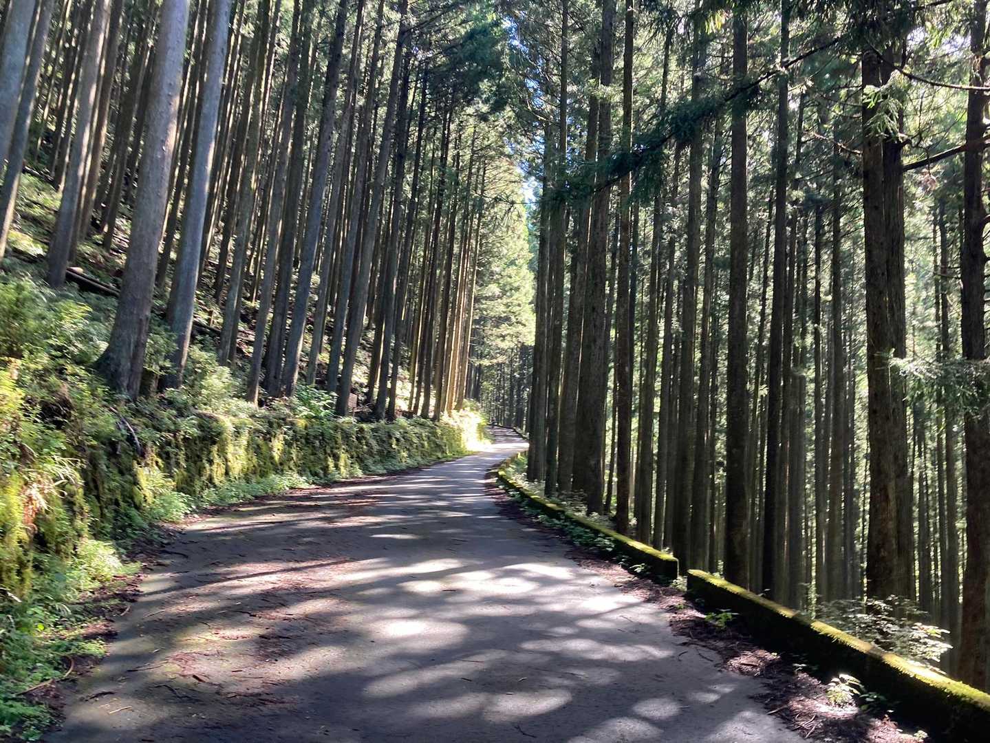 川乗橋バス停-川苔山登山口-川苔山-大根ノ山ノ神-鳩ノ巣駅 縦走コースの写真