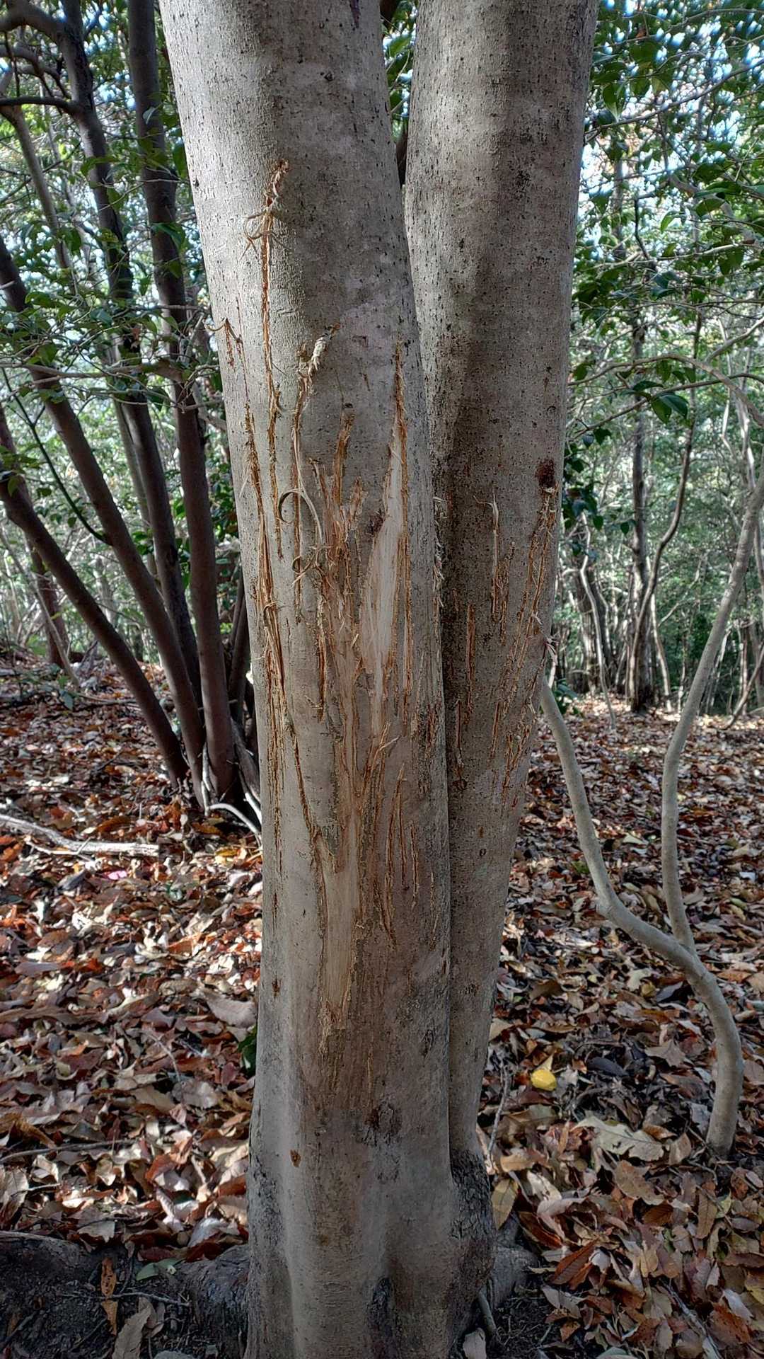 なんの獣ですか？