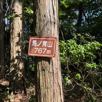 馬の背山