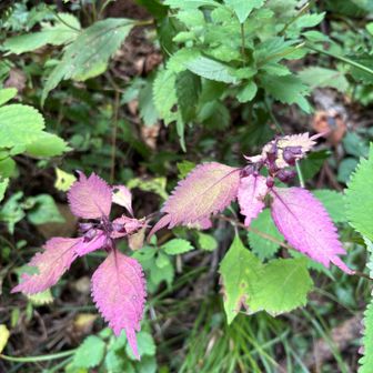 何の花後かわからないけどピンク紫の綺麗な紅葉の草？ありました