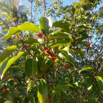 先週から
こんな赤い実をよく見かけます
センリョウ、マンリョウ、ナンテンでは無いような気がするけど・・

ＧさんがGoogle画像検索してくれました
「クロガネモチ」とでてきました・・・が

帰宅後
パソコンで詳細に調べたところ
「ソヨゴ」らしい

「クロガネモチ」のように果実が密生しておらず
葉っぱ一枚に実が一つの割合でしたので

でも山頂には「クロガネモチ」らしきものもありました