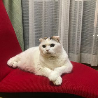 真珠子🐈🐈‍⬛