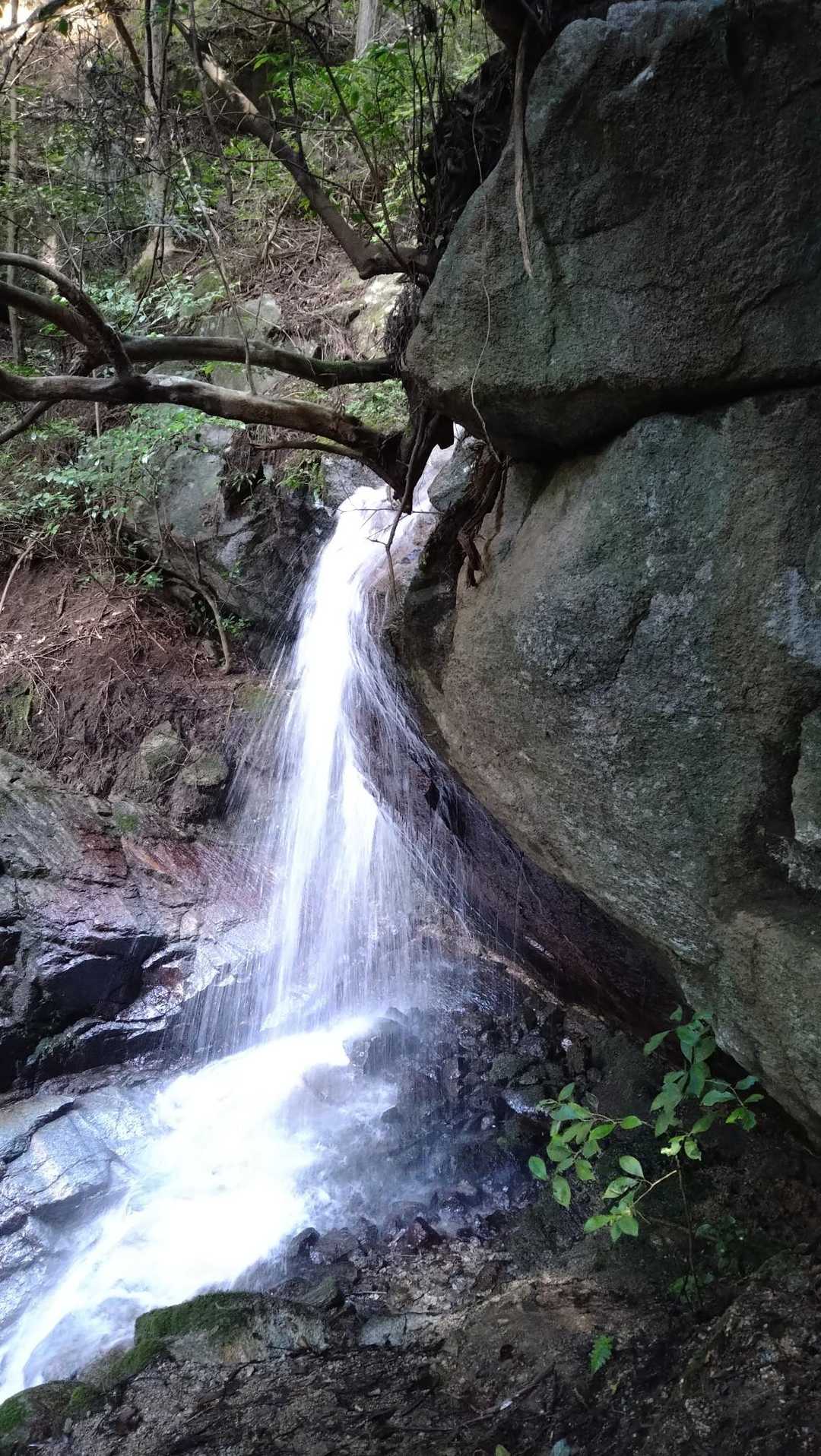 夏明登山口-白猪山 往復コースの写真