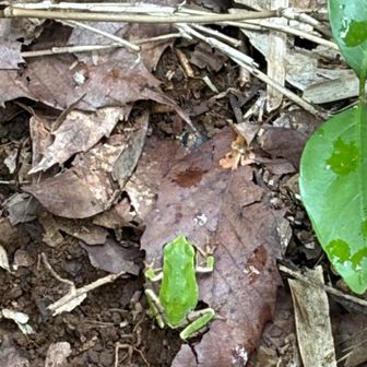 ここらへんでけっこうな数のかえるが斜面を登ってびっくり💦