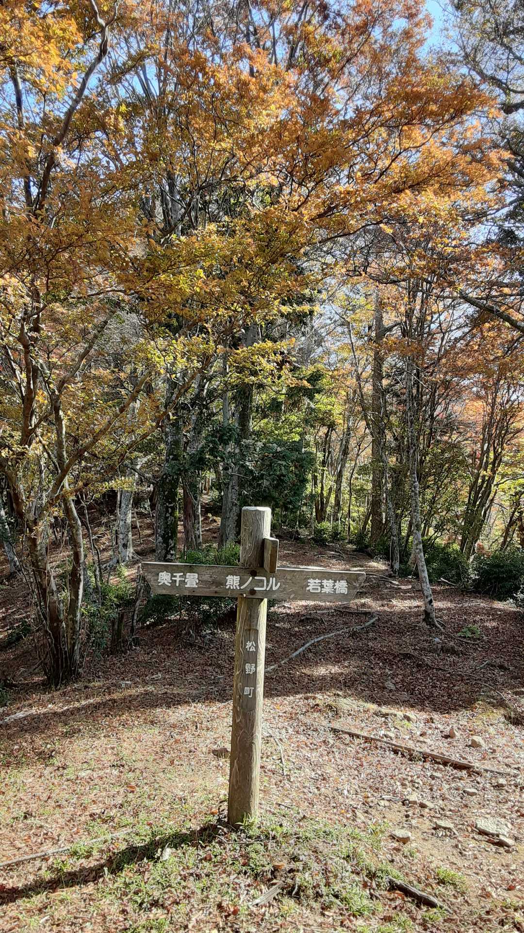 大久保山-八面山-三本杭 往復コースの写真