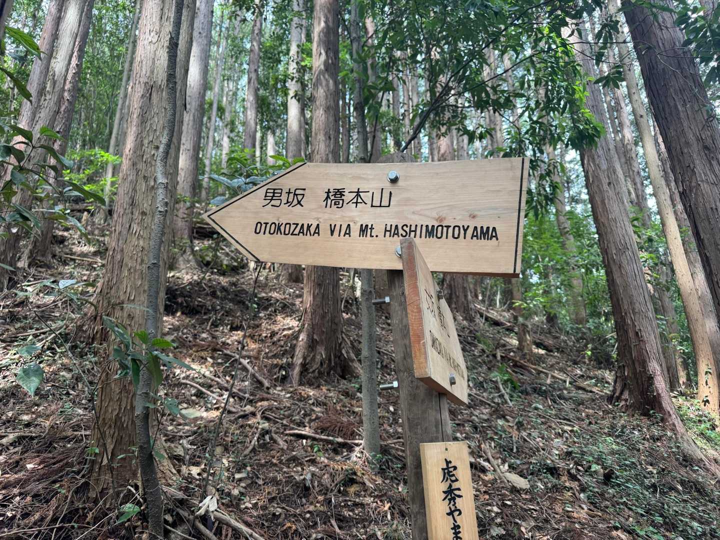 橋本山には男坂でショートカット↖︎
けど九十九折りに作ってくれているし優しい登山道です。