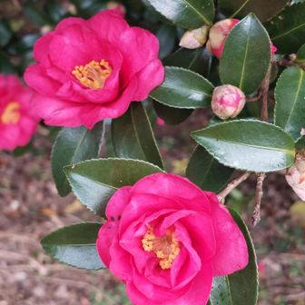 色鮮やかでキレイです