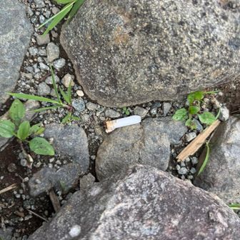 タバコのポイ捨ては火事になるから本当に辞めてほしい🔥🚬吸い殻拾いました😤