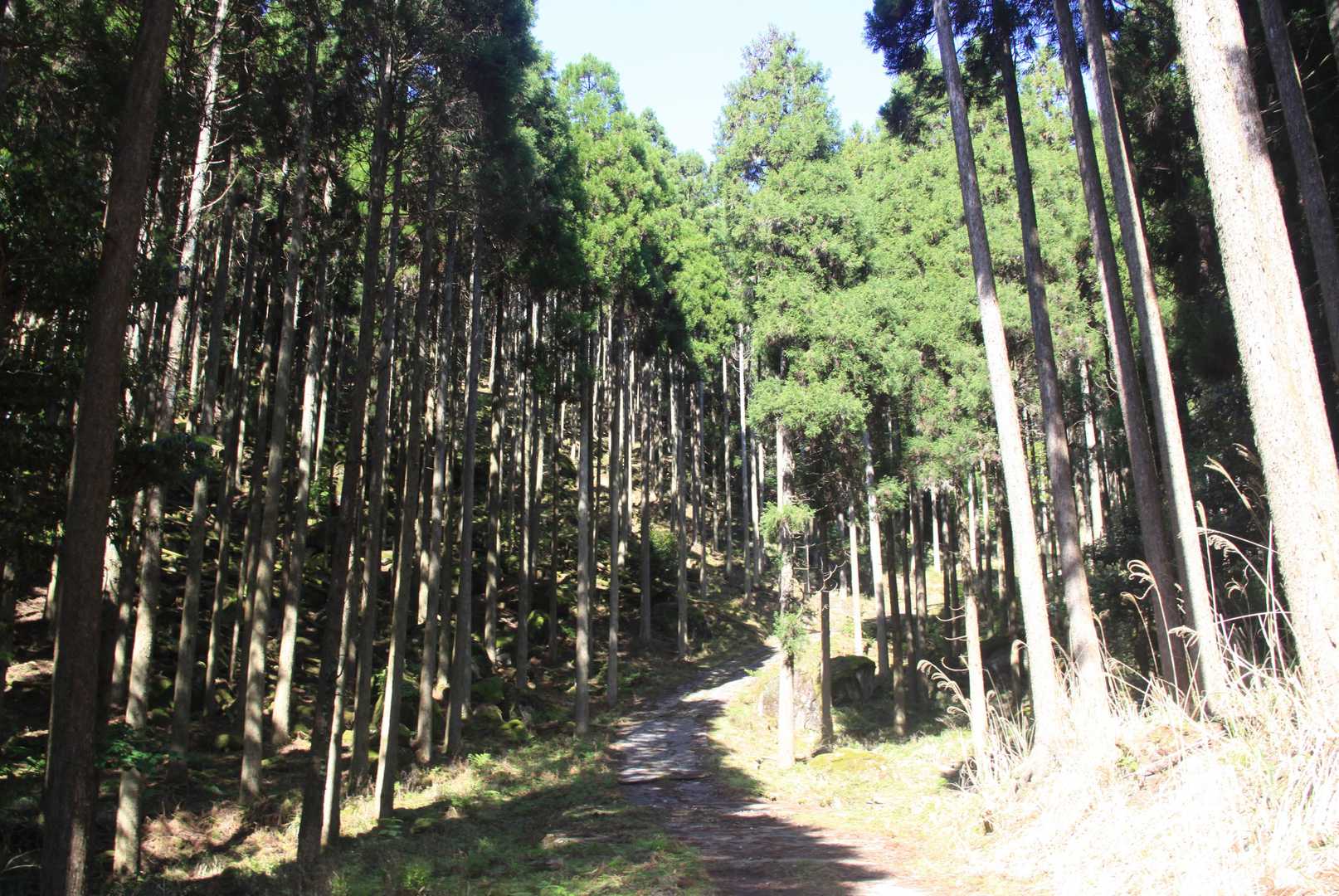 杉林、長い急登のコンクリートの登山道。嫌いのフルコース。膝の軟骨は消耗品だ。こんなところで使いたくない。