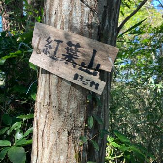 これも見逃しかけた
ボロボロに腐ってますね