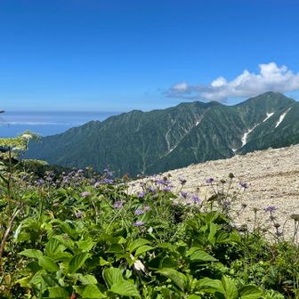 マツムシソウ。向こうに大日岳