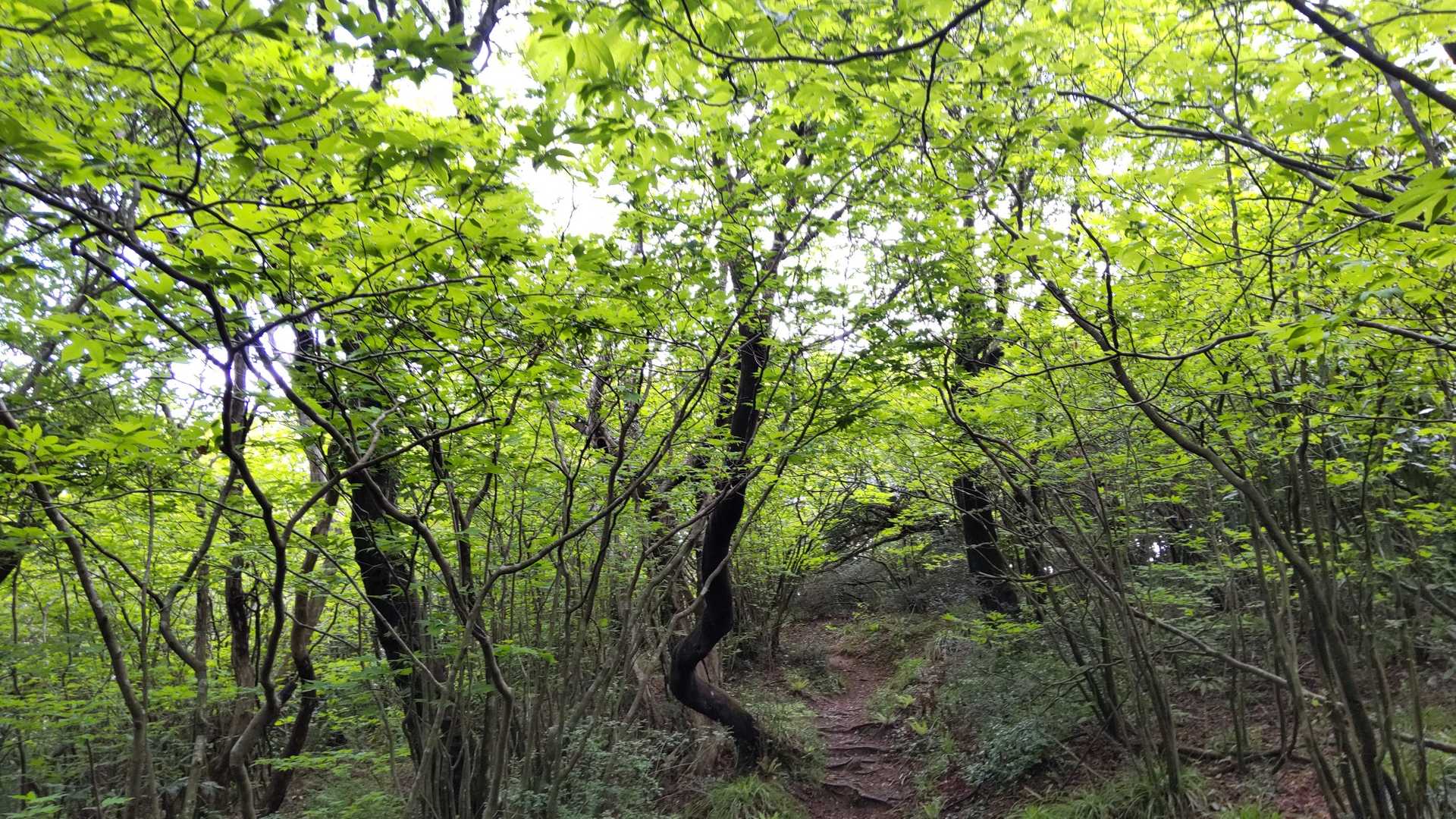登山道に入る。