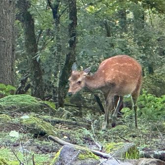 シカが水を飲んでいた場所は…