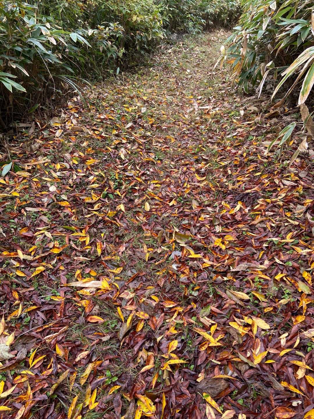 落ち葉も良い色合い🍂