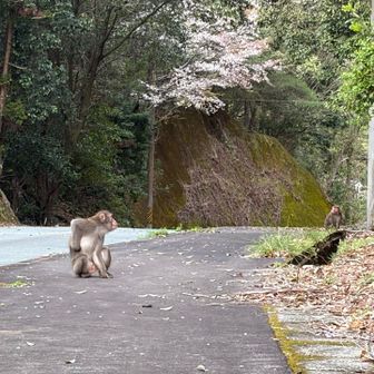 そこそこの人里ですが朝だからか猿が出没
目を合わせたまま通り過ぎます