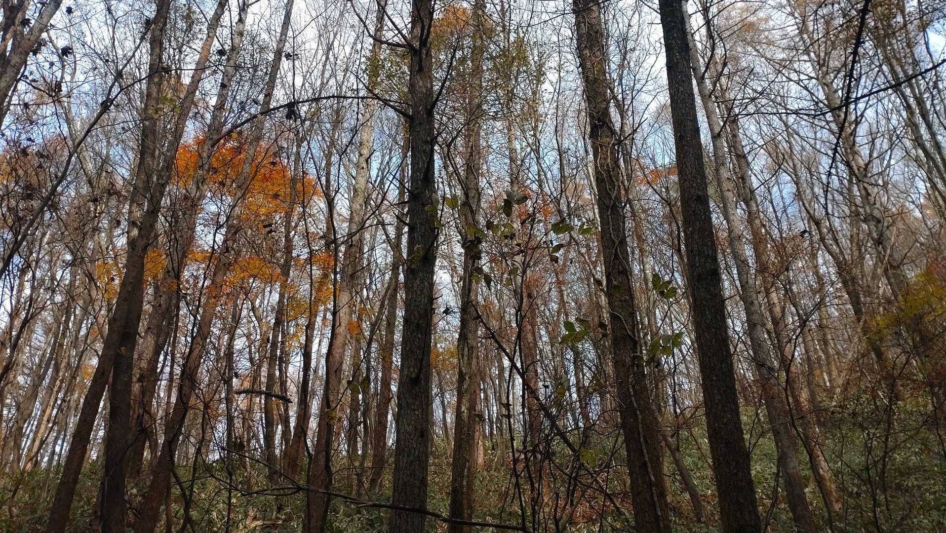 杉林を抜けるとまた、明るい紅葉の中