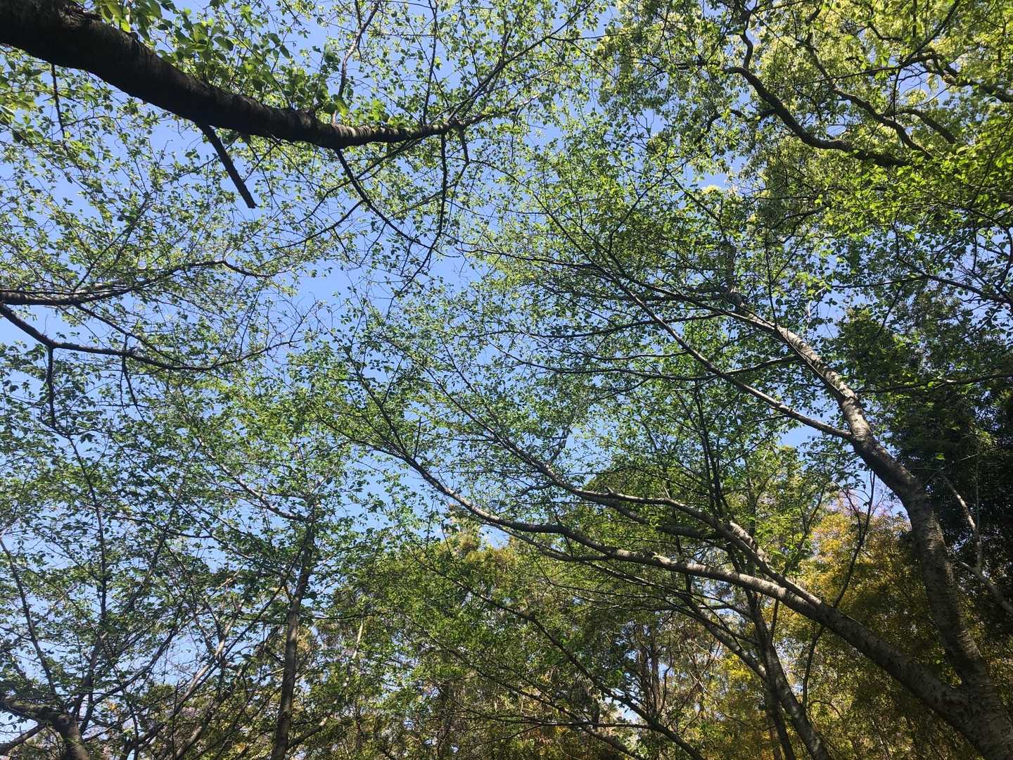 桜のあの場所は、すっかり青葉。
