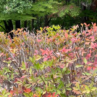 ドウダンツツジも色づき始める🍁